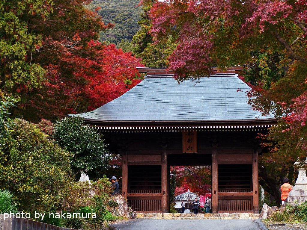 紅葉 豊橋普門寺 和彦の写真日誌