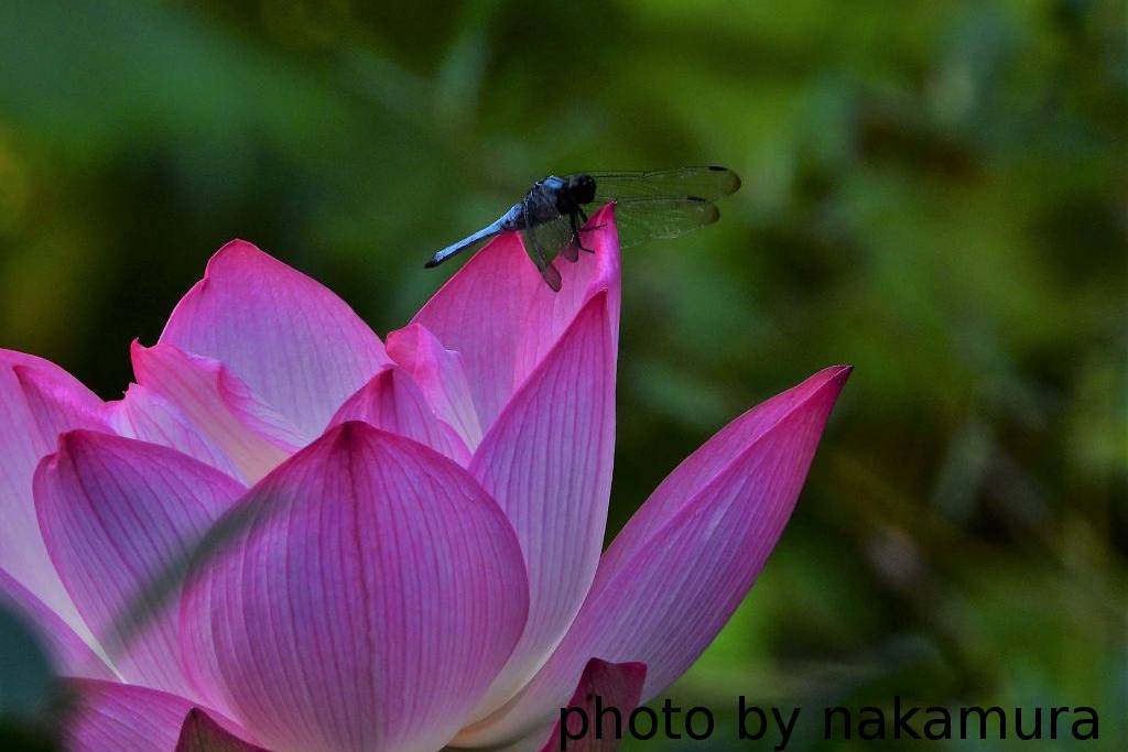 蓮の花にトンボ 和彦の写真日誌
