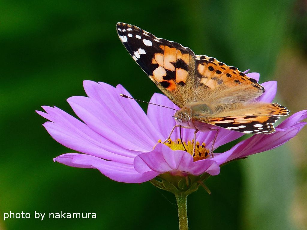 花と蝶 和彦の写真日誌