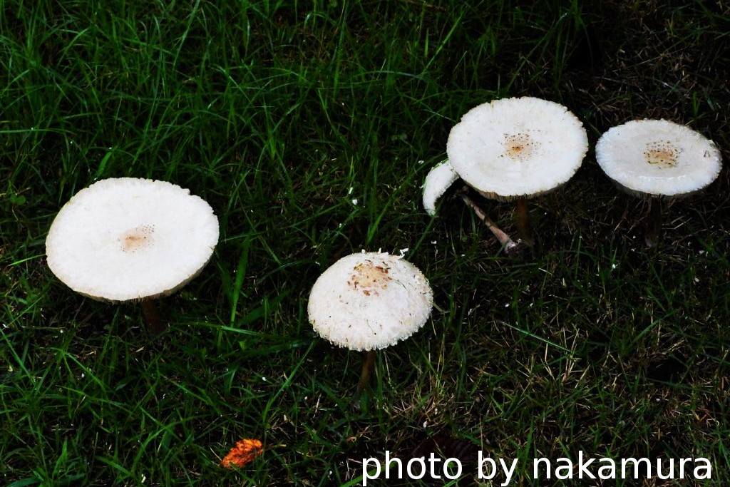 白いキノコ 2 和彦の写真日誌