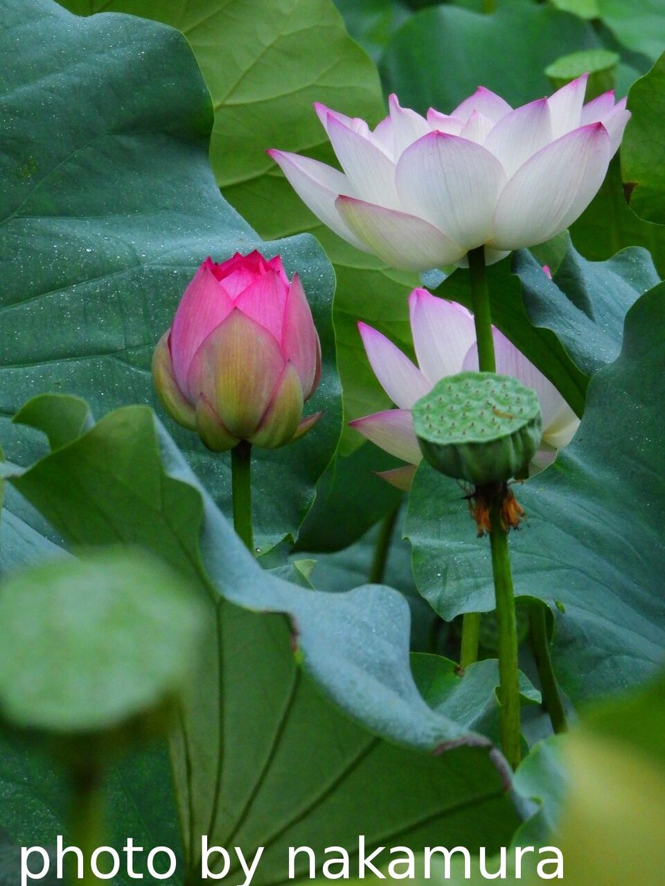 蓮のつぼみ 和彦の写真日誌
