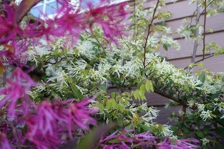 �ȥ���ޥ󥵥�