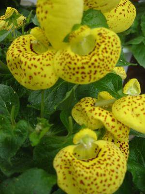 ���륻����ꥢ