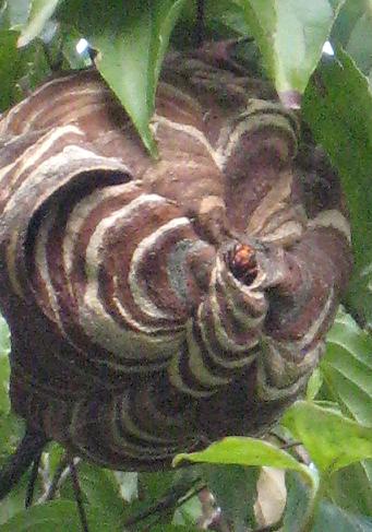 ������Х�