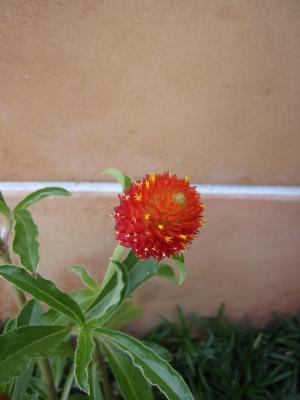 ���ȥ��٥꡼�ե������