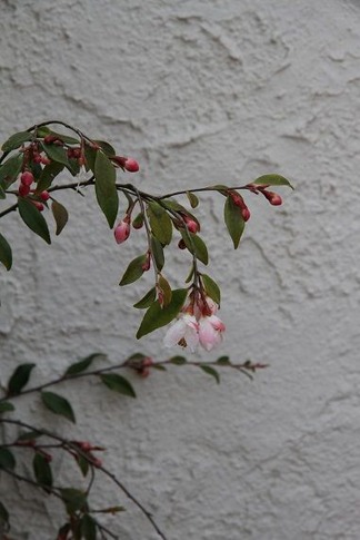 �ҥ᥵����