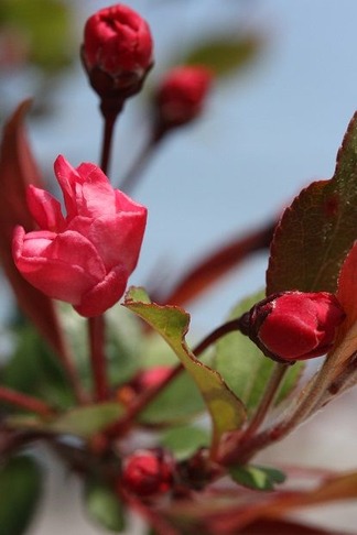 春香る紅色の花びら