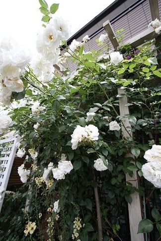 �ѡ�����