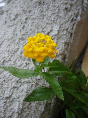 ���ХΥ�󥿥�