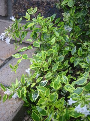 ���٥ꥢ�ۡ��ץ쥤��