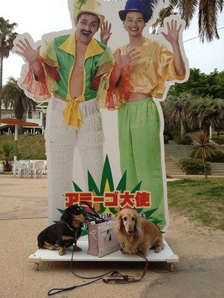 ¥¢¥ß¡¼¥´Âç»È