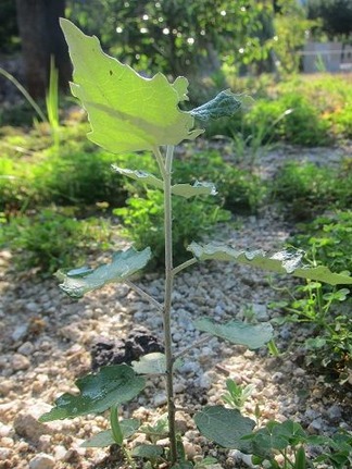 ����ɥ����֤����