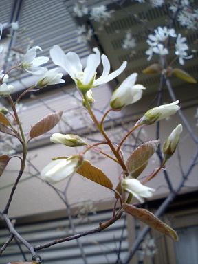 �����ե�ܥ�