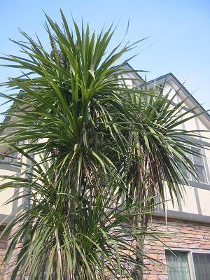 �ɥ饻�ʤ��դä�