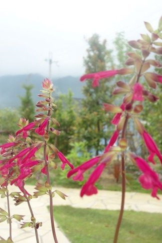 ����ӥ��������꡼���󥻡������