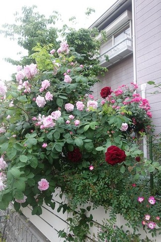 薔薇