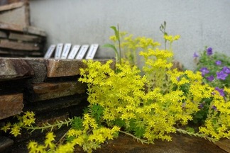 �ᥭ�����ޥ�ͥ󥰥�