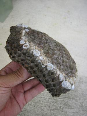 ハチの巣