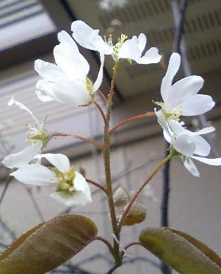 ���塼��٥꡼