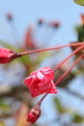 ¥Ï¥Ê¥«¥¤¥É¥¦