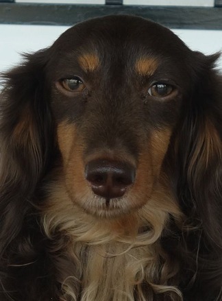 愛犬ボブ