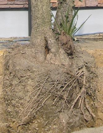 �ɥ饻�ʤκ��ä�