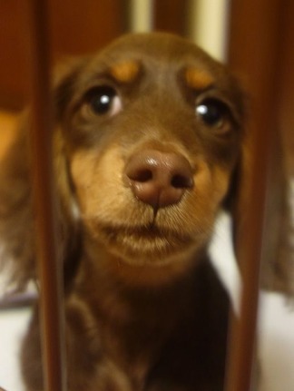愛犬ボブ