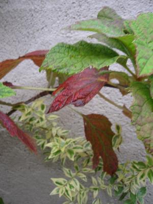 ������Х�������