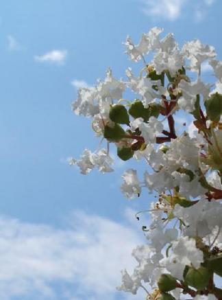 ���륹�٥�