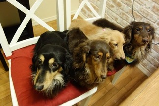 愛犬ダックスフント