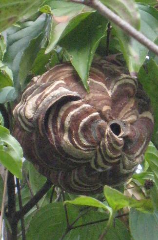 ������Х�����