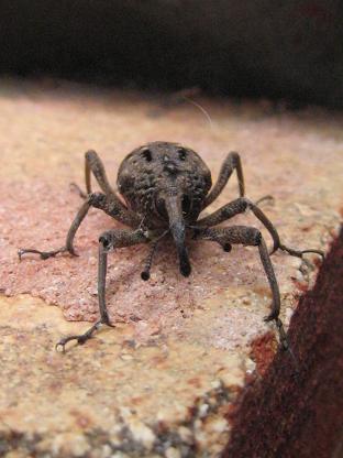 �Ѥ������