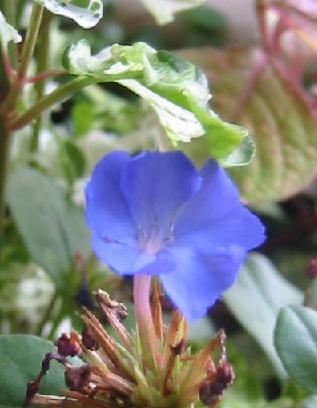 ���ޥĥ��ɥ�