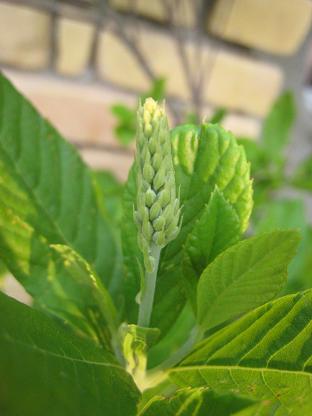 �ԥ󥯥��ѥ��䡼