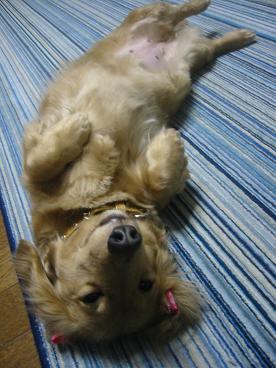 ��ʢ