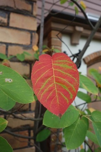 紅葉