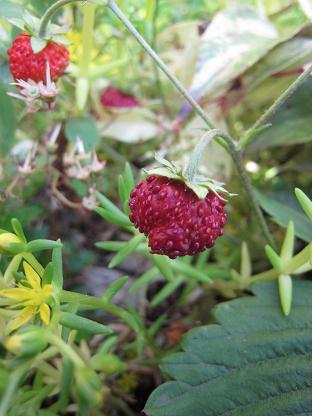 ���ȥ��٥꡼