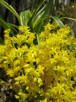 �ᥭ�����ޥ�ͥ󥰥�