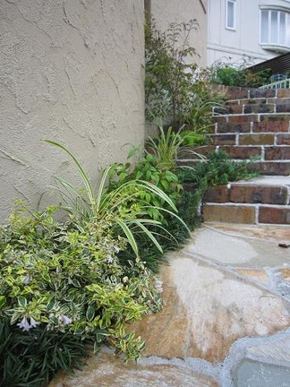 �����Ƥο�ʪ����