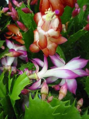 ���㥳�Х��ܥƥ�