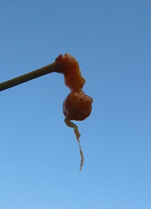 ��ޥܥ����μ�