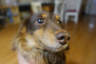 ¥À¥Ã¥¯¥¹¥Õ¥ó¥È