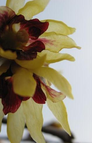 �����Х�