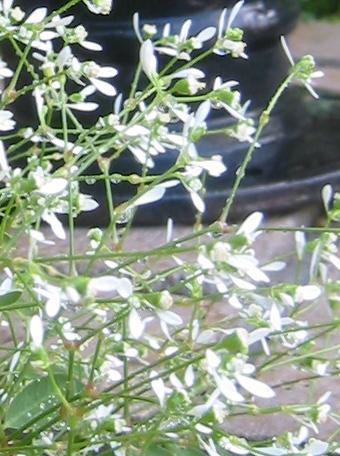 ��������ɥե�����