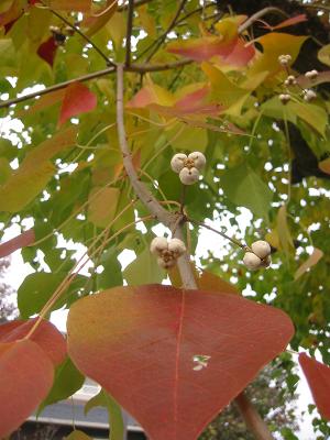 �ʥ󥭥�ϥ��μ�