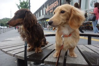 ��߽ꥵ���ӥ����ꥢ