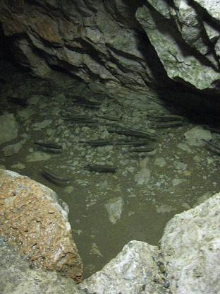 �˥��ޥ��η���