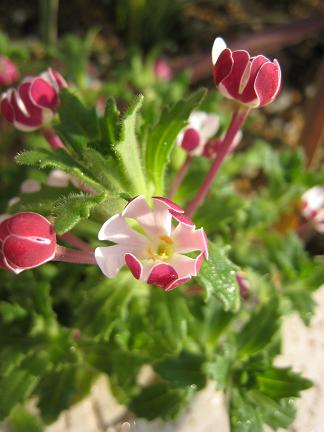 �ࡼ��饤�ȥե쥰��󥹡����른���󥹥�����