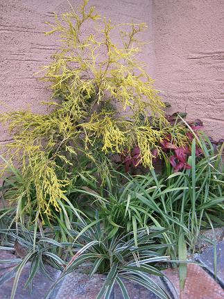 ���Ťο���