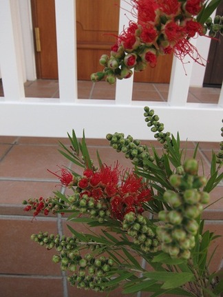 優しげな樹木たち